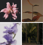 Bouquet Scented Cards for Women, 6pcs Floral Fragrance Card Set – Lavender, Rose & Jasmine